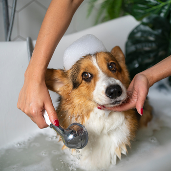 Productos para el baño de mascotas