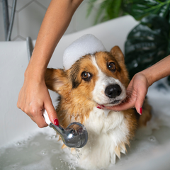 Productos para el baño de mascotas