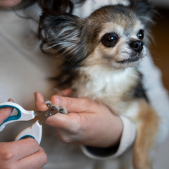 Productos para el cuidado de las uñas de mascotas